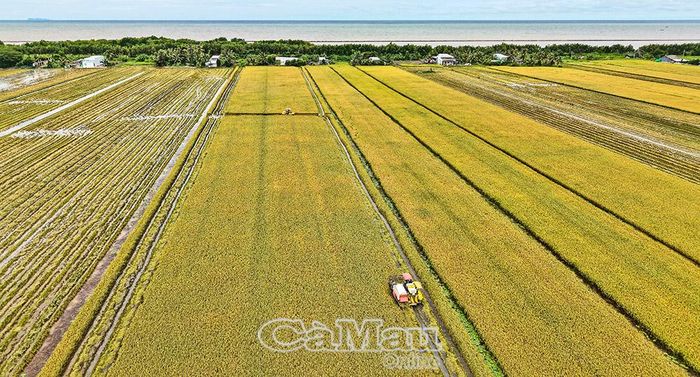 Sản xuất ven tuyến đê biển Tây ổn định, bền vững, củng cố thêm niềm tin vào tương lai phát triển.