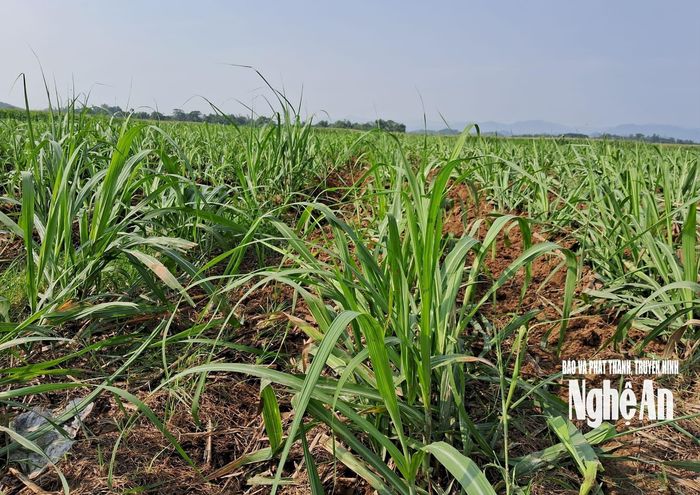 Phát triển cây mía vùng bãi ở xã Vĩnh Tường. Ảnh: T.P