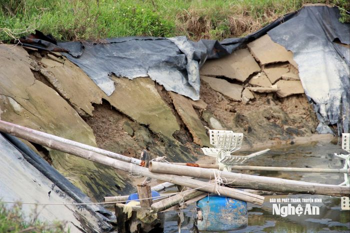 Toàn tỉnh có hơn 377 ha tôm bị thiệt hại sau mưa bão. Ảnh: Q.A