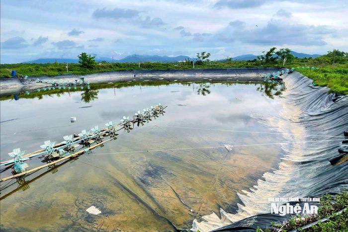 Nhiều đầm tôm chưa thể thả lại giống, chậm tiến độ vụ Tết. Ảnh: Q.A