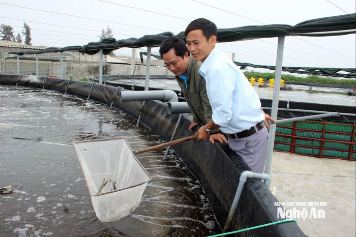 Tôm phải được theo dõi thường xuyên để phát hiện các dịch bệnh. Ảnh: Q.A