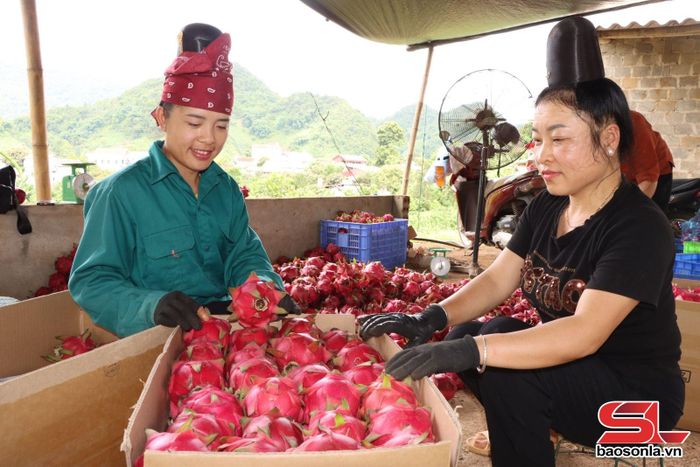 Mô hình trồng thanh long ruột đỏ của hội viên nông dân bản Hưng Nhân, xã Bình Thuận.