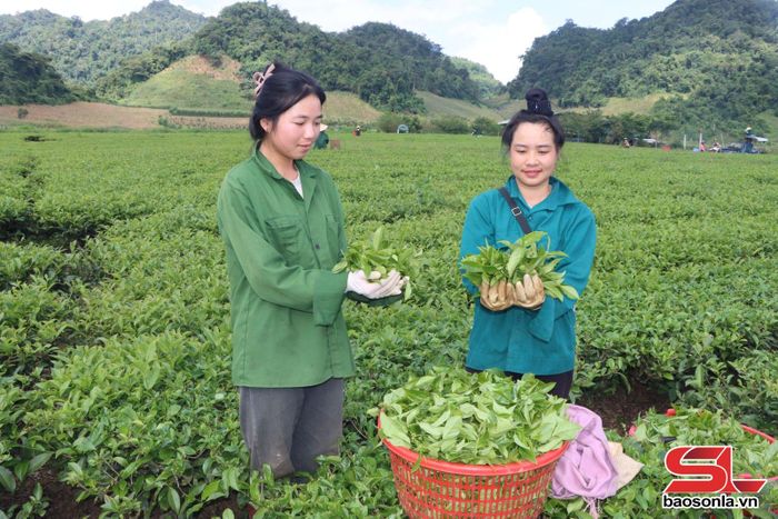Mô hình trồng chè của hội viên nông dân xã Phiêng Cằm.