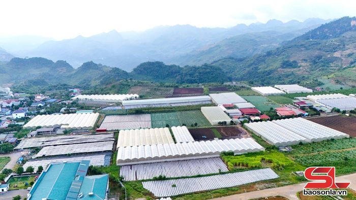 HTX Nông nghiệp hữu cơ Mộc Vân Trang, phường Mộc Châu đầu tư hệ thống nhà lưới trồng ớt Sweet Palermo.
