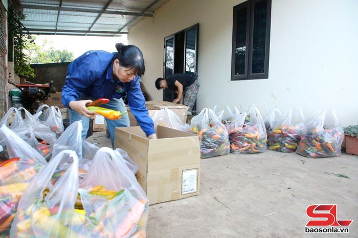 HTX Nông nghiệp hữu cơ Mộc Vân Trang đóng gói ớt Sweet Palermo gửi đi tiêu thụ tại các chợ đầu mối.