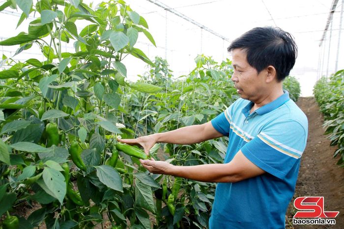 Anh Nguyễn Văn Lợi, tổ dân phố 5, phường Mộc Châu chăm sóc cây ớt.