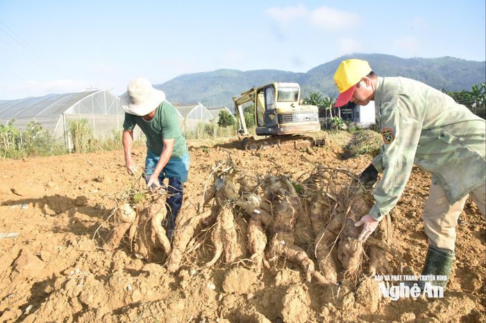 Anh Trần Đình Sơn (bên phải) trực tiếp thu hoạch củ sắn dây cùng người dân. Ảnh: Hoài Thu