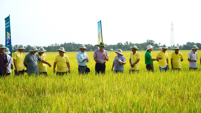 Mô hình canh tác lúa chất lượng cao, phát thải thấp tại xã Định Hòa, tỉnh An Giang