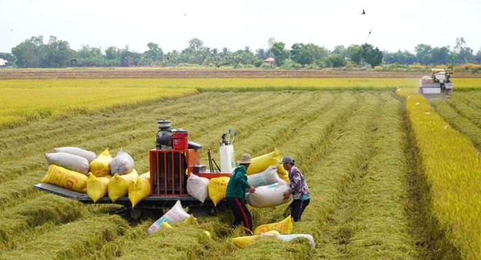 Nông dân xã Tân Hội thu hoạch lúa hè thu 2025.