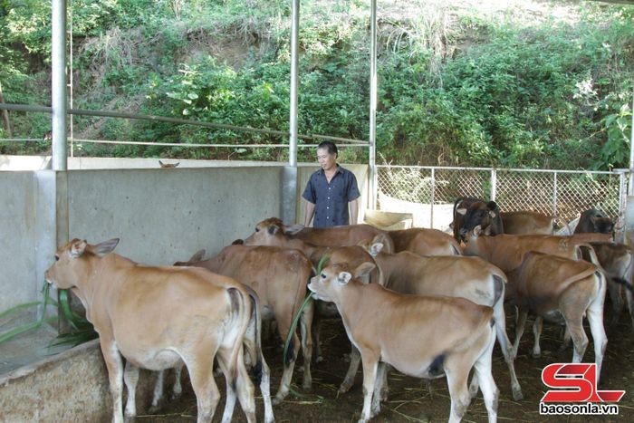 Mô hình nuôi bò nhốt chuồng của nhân dân bản Khoa 2, xã Tường Hạ.