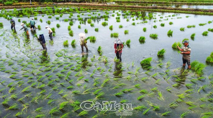 Hình thức ném mạ mang lại năng suất cao cho bà con vùng lúa - tôm xã Biển Bạch.
