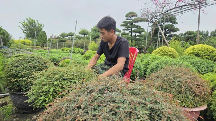 Nông dân phường Vị Khê (Ninh Bình) làm giàu từ nghề trồng hoa, cây cảnh Ảnh: DH