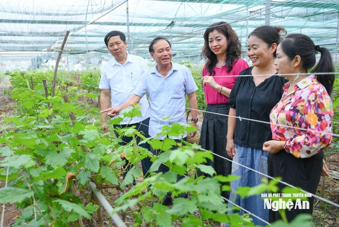 Mô hình trồng nho không hạt ứng dụng công nghệ sinh học trên địa bàn xã Vạn An. Ảnh: Thành Cường