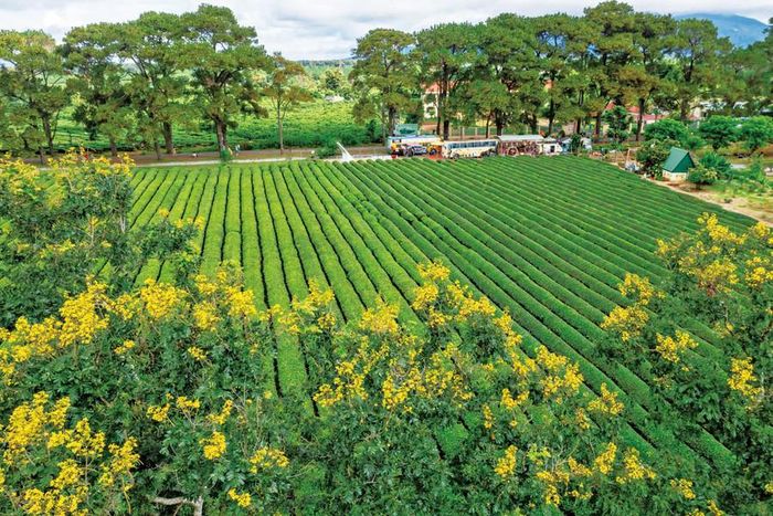  Hoa muồng vàng ở Biển Hồ chè (xã Biển Hồ). Ảnh: Nguyễn Linh Vinh Quốc 