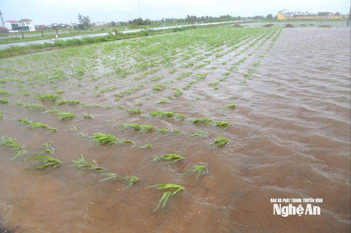 Nhiều cánh đồng rau màu ở các xã: Diễn Châu, An Châu, Quỳnh Anh... ngập trong nước. Ảnh: Xuân Hoàng