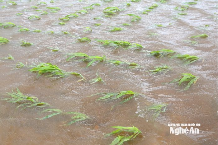 Những đám ngô vụ thu đông đã chìm trong nước. Ảnh: Xuân Hoàng