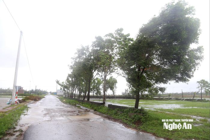 Từ 14h chiều 28/9, gió bắt đầu thổi mạnh, cây cối nghiêng ngả. Ảnh: Xuân Hoàng
