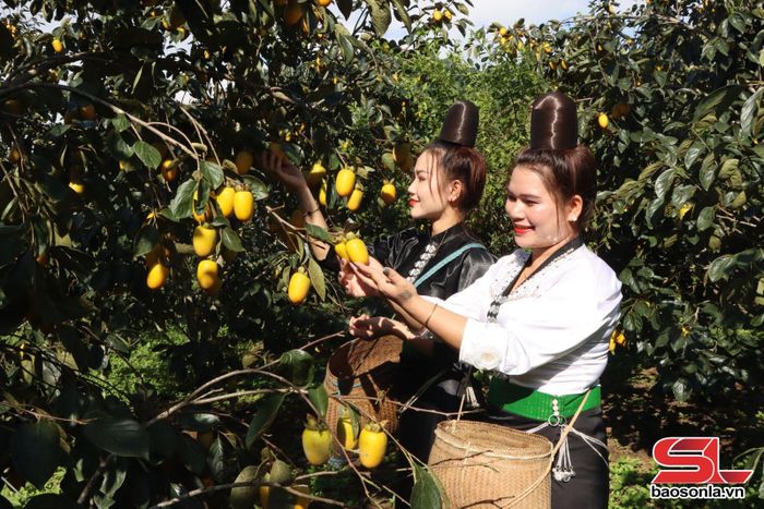 Nhân dân xã Phiêng Cằm phấn khởi mùa hồng ngâm năm nay được mùa được giá.