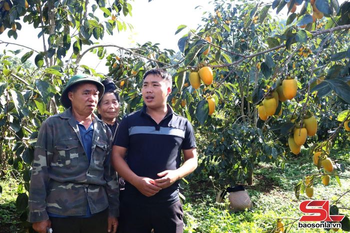 Vườn hồng ngâm ở Phiêng Cằm.