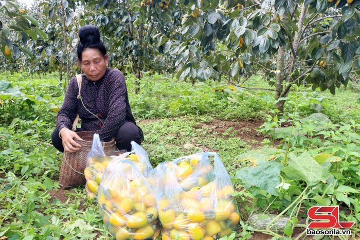 Nhân dân xã Phiêng Cằm đóng gói hồng ngâm cho thương lái.