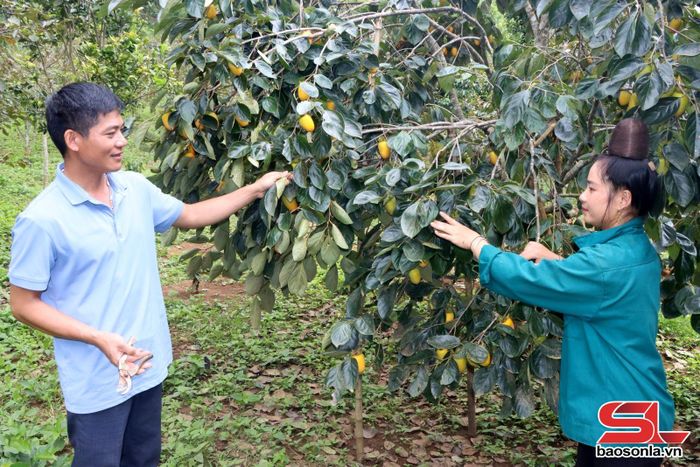 Nhân dân xã Phiêng Cằm thu hoạch hồng ngâm.