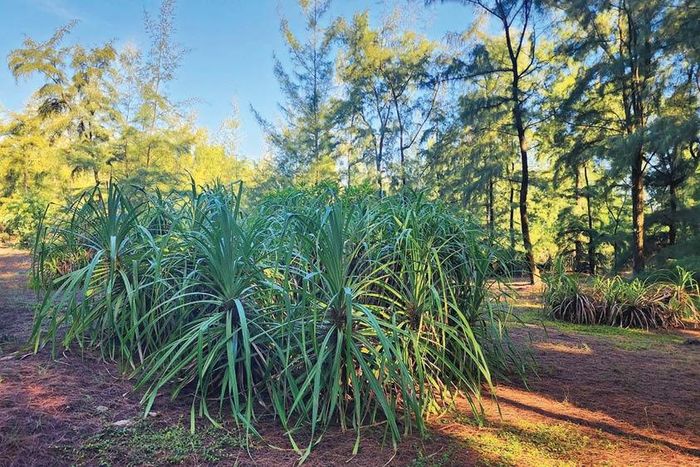 Rừng phi lao ngăn biển xâm thực 