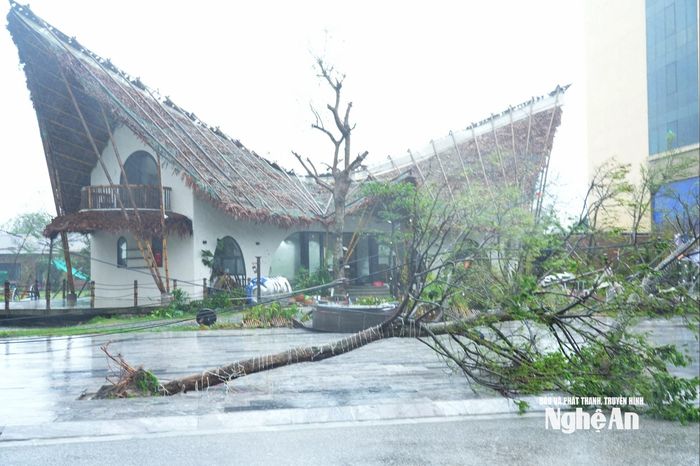 Rất nhiều cây xanh ở phường Cửa Lò bị gãy đổ. Ảnh: Thành Chung
