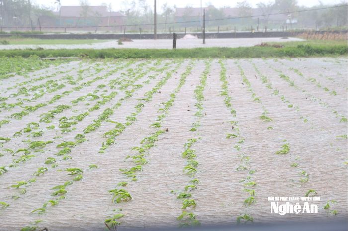 Hầu hết diện tích rau màu ở xã Diễn Châu đều ngập nước sau bão. Ảnh: Xuân Hoàng