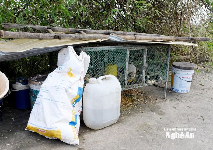 Nhiều hộ còn đưa cả chuồng gà lên đê sơ tán. Ảnh: Công Kiên