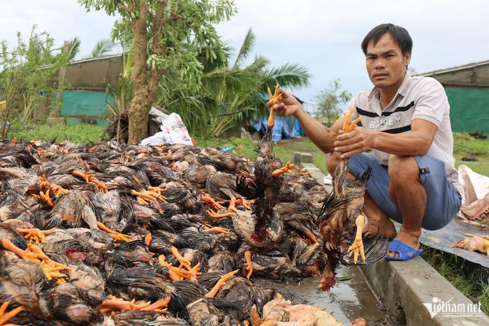 Anh Nguyễn Hữu Sỹ (xã Diễn Châu, tỉnh Nghệ An) đau lòng khi nhìn đống gà chết do cơn bão số 10 quần thảo. Ảnh: Thanh Hải