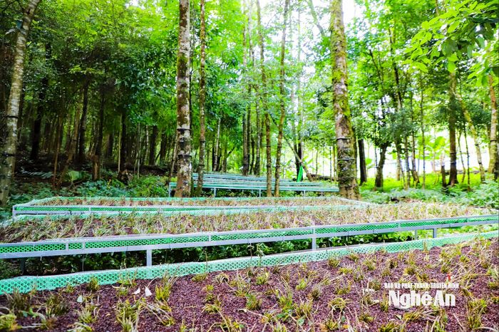 Vườn ươm giống dược liệu của Tập đoàn Thiên Minh Đức. Ảnh: Phạm Bằng