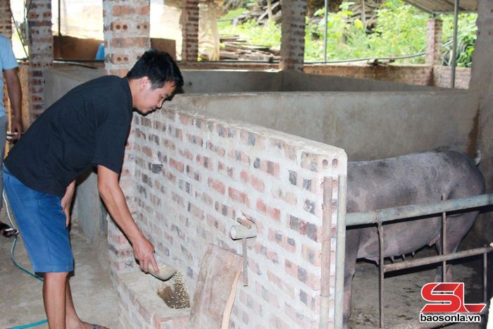 Mô hình nuôi lợn của gia đình ông Lò Văn Thuân, bản Nà Sài.