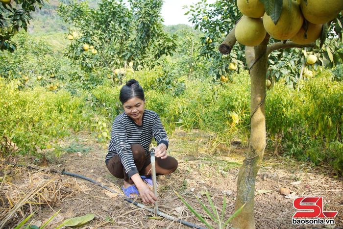 Nông dân bản Nà Cang, xã Mai Sơn, ứng dụng công nghệ tưới ẩm trong sản xuất cây ăn quả.