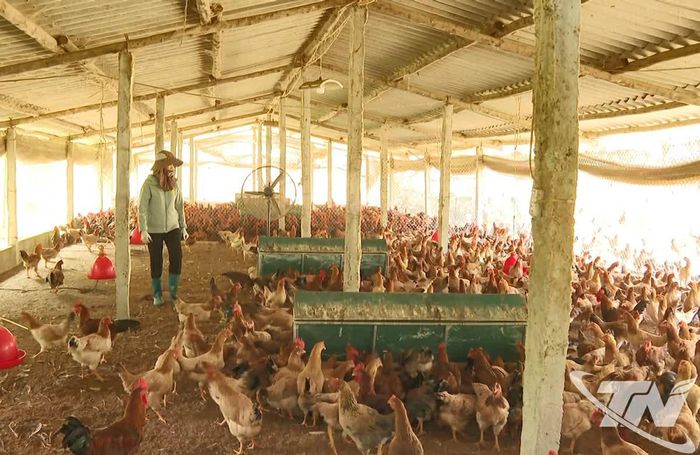 Trang trại nuôi gà của gia đình ông Ngô Đức Mạnh, xã Thanh Thịnh.