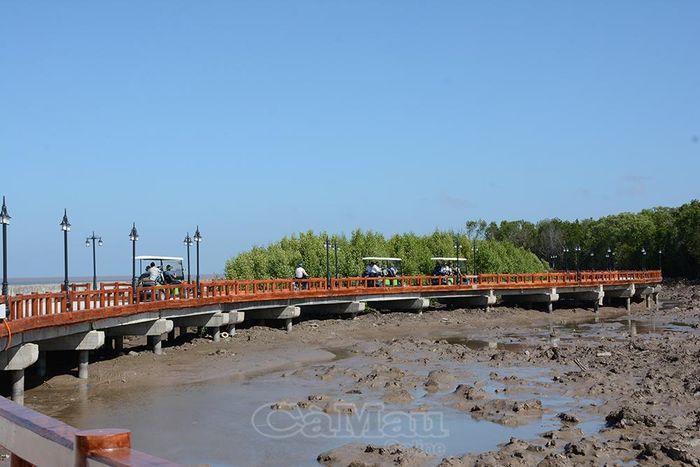 Trải nghiệm xe điện tại Mũi Cà Mau, du khách được ngắm sắc xanh rừng đước, rừng mắm hòa cùng làn gió biển mặn mòi.