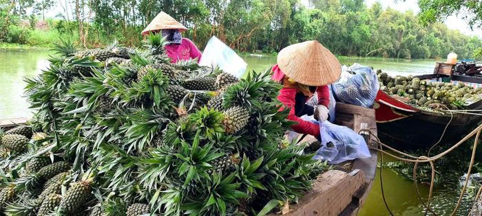 Đồng Tháp sẽ xây dựng các hợp tác xã có ứng dụng công nghệ để truy xuất nguồn gốc sản phẩm