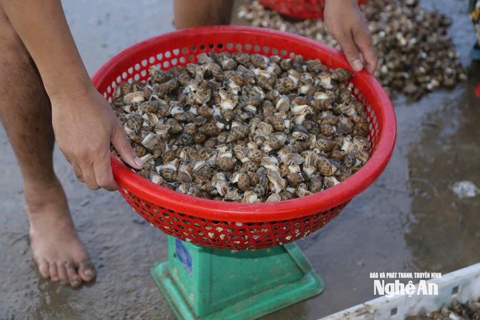 Những mẻ ốc hương sốc nước được tiểu thương nhanh chóng cung ứng ra thị trường hỗ trợ người dân. Ảnh: T.P
