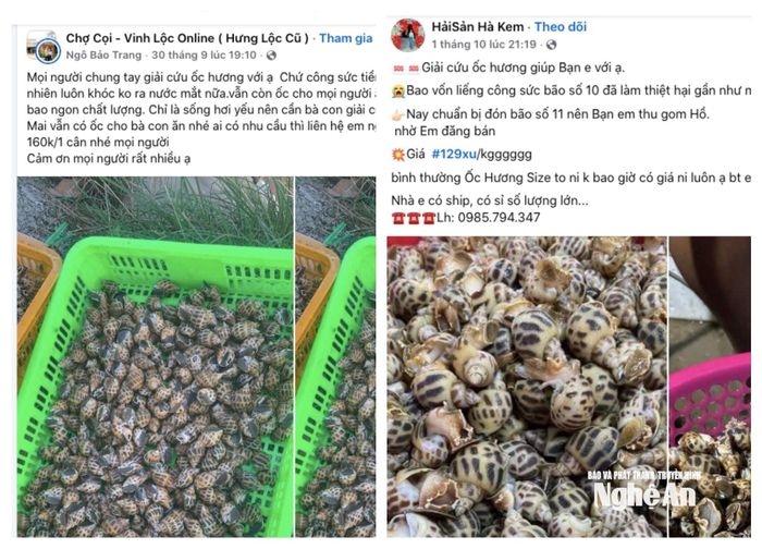 Việc tiêu thụ hỗ trợ ốc hương được đăng tải rộng rãi trên các trang cá nhân, hội nhóm. Ảnh: T.P