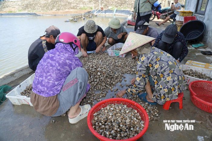 Bà con chung tay thu hoạch ốc hương giúp các hộ ngập lụt. Ảnh: T.P