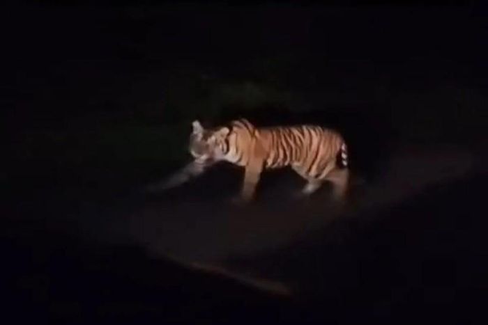 Vào tháng 4/2024, một người đi qua khu vực Công viên Quốc gia Bukit Barisan Selatan, Indonesia đã quay được video về con hổ Sumatra đi lang thang trên một đoạn đường ở bờ biển phía tây của Đường cao tốc Trans Sumatra gần làng Pekon Pemirahan ở tiểu khu Bengkunat, tỉnh Lampung. Ảnh: Antara.
