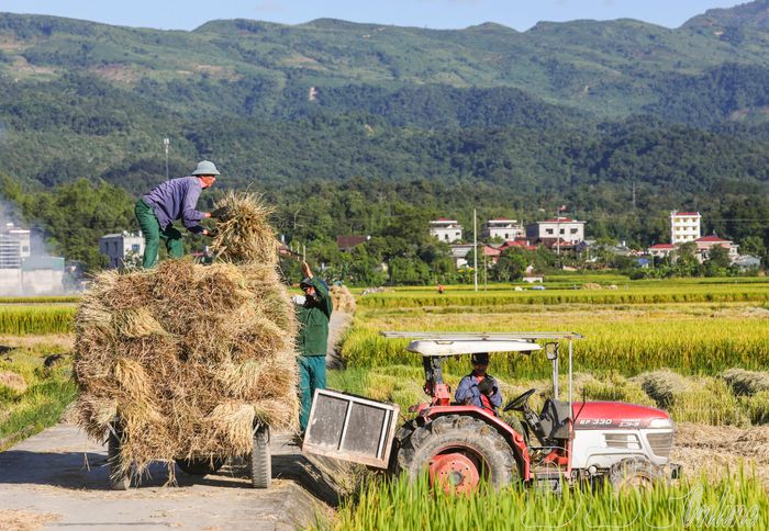 Sử dụng máy móc tập trung lúa về nhà trước khi tuốt.