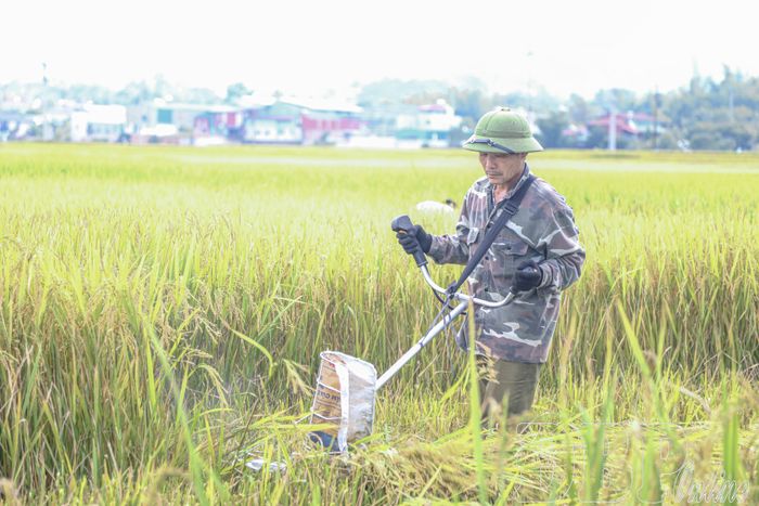 Sử dụng máy cắt cỏ thu hoạch lúa.