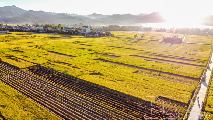 Cánh đồng Mường Thanh mùa lúa chín.