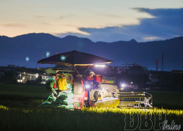 Máy gặt gấp rút hoạt động ban đêm thu hoạch lúa.