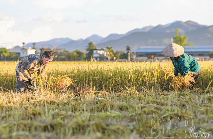 Người dân gặt tay thu hái lúa.