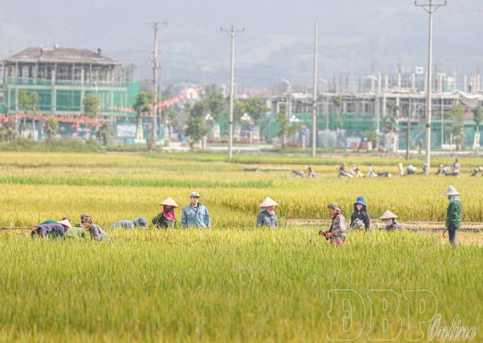 Người dân tất bật thu hoạch lúa.
