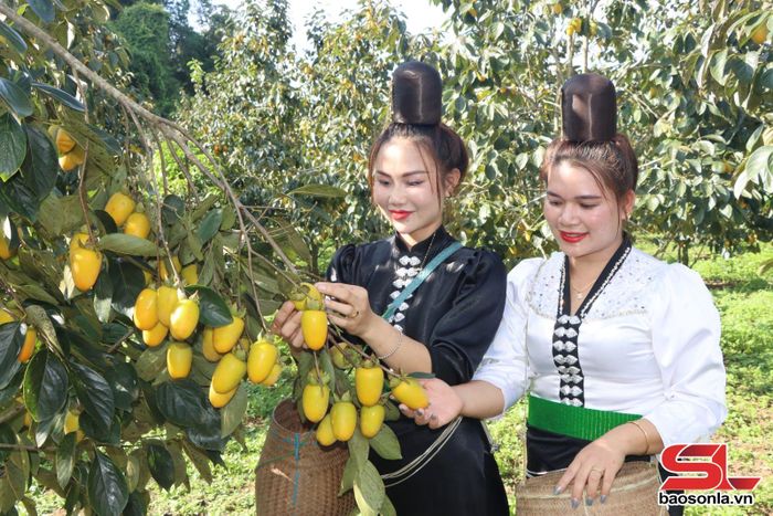 Nhân dân xã Phiêng Cằm trồng hồng không hạt.
