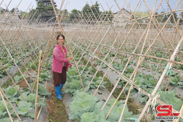 Nhân dân xã Chiềng Sung phát triển mô hình trồng rau màu trái vụ.