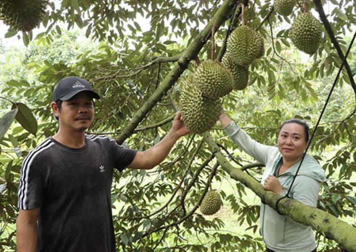 Nông dân trồng sầu riêng ở thôn Sông Xoài, Láng Lớn đạt hiệu quả kinh tế cao. Ảnh: Đ.Hùng.