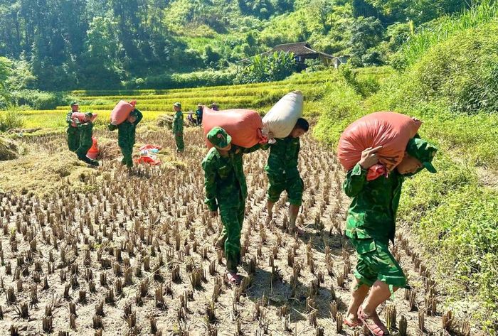 Cán bộ, chiến sĩ Biên phòng giúp dân khẩn trương thu hoạch lúa.